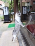 群馬県老神温泉　トラちゃん（西村りえ撮影＠対馬屋製菓）　対馬屋というお菓子屋さんのねこ　交通事故でした