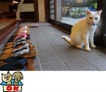 宮城県鎌先温泉　シロちゃん（西村りえ撮影＠にごり湯の宿 湯守木村屋）.jpg