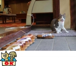 宮城県鎌先温泉　アズキちゃん（西村りえ撮影＠にごり湯の宿 湯守木村屋）ペットOK.jpg