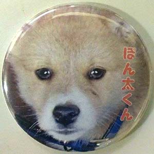 缶バッジぽん太くん１個.jpg