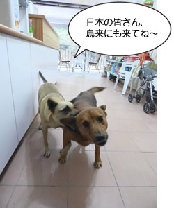 日本の皆さん、烏来にも来てね〜 台湾烏来温泉 黄黄ちゃん&布丁ちゃん(田淵実穂さん撮影@長青温泉)