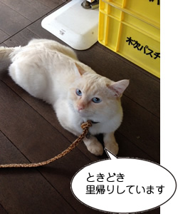 ときどき里帰りしています 島根県出雲湯村温泉 琥珀くん(西村さん撮影@湯乃上館)