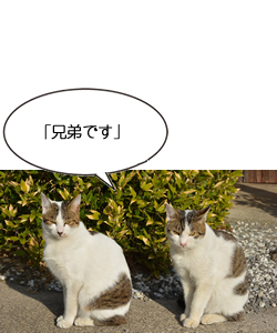 「兄弟です」 大分県長湯温泉 クロくん&シロくん(能津和雄さん撮影@ラムネ温泉館)