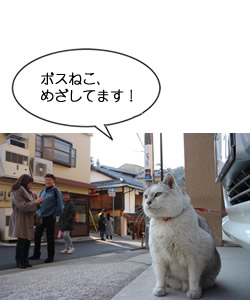 ボスねこ、めざしてます! 兵庫県有馬温泉 ルフィくん(西村りえ撮影@湯本坂)
