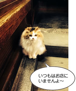 いつもはお店にいませんよ〜 伊豆熱海温泉 マリンちゃん(堀池梨衣さん撮影@ときわぎ)