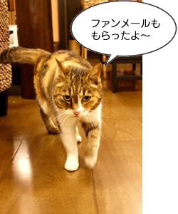 ファンメールももらったよ〜 兵庫県塩田温泉 ミケちゃん(くものはて撮影@上山旅館)