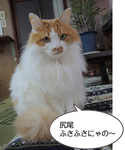 尻尾ふさふさにゃの〜 長野県渋温泉 ピッピちゃん(三浦勝広さん撮影@関美容院)