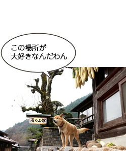 この場所が大好きなんだわん 島根県出雲湯村温泉 ソフィアちゃん(西村りえ撮影@湯乃上館)