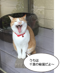 うちは千葉の秘湯だよ〜 千葉県白浜温泉 タマちゃん(根岸修さん撮影@林景荘)