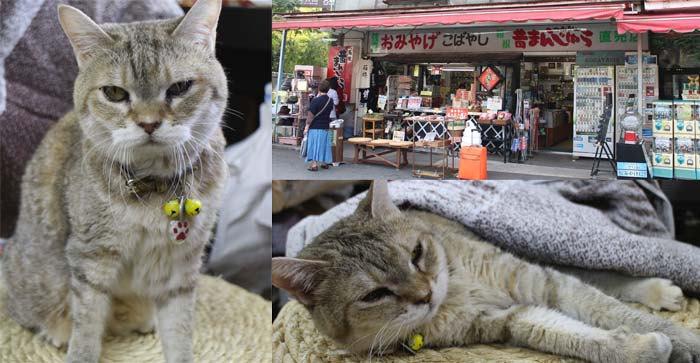 th_IMG_6567 のコピー.jpg